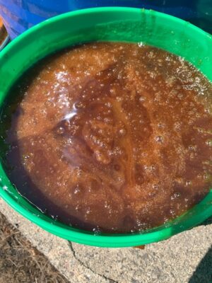 Honey - 3.5 Gallon Pails
