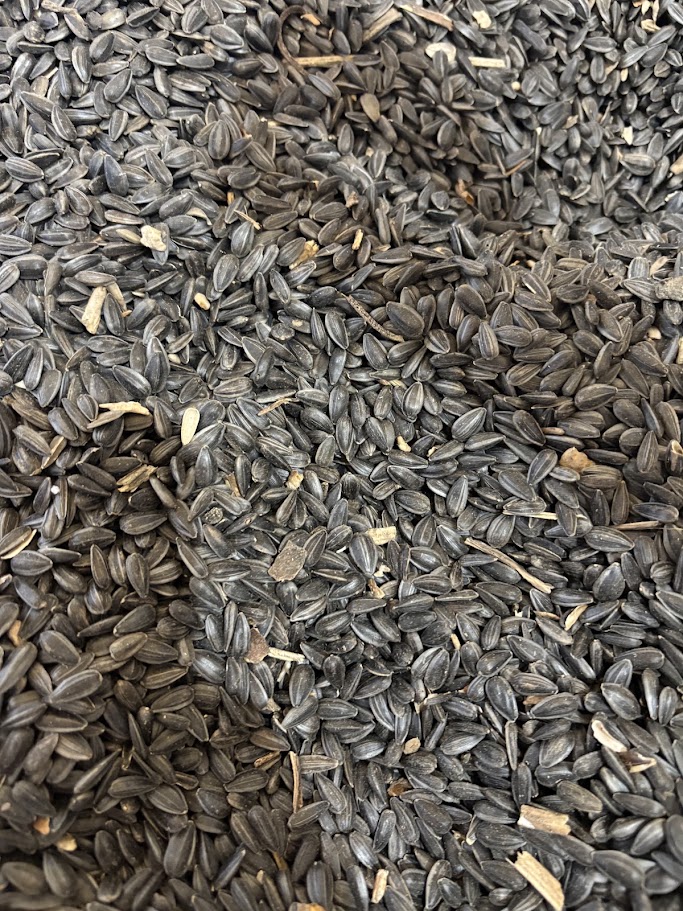 Sunflower Seeds in Bags