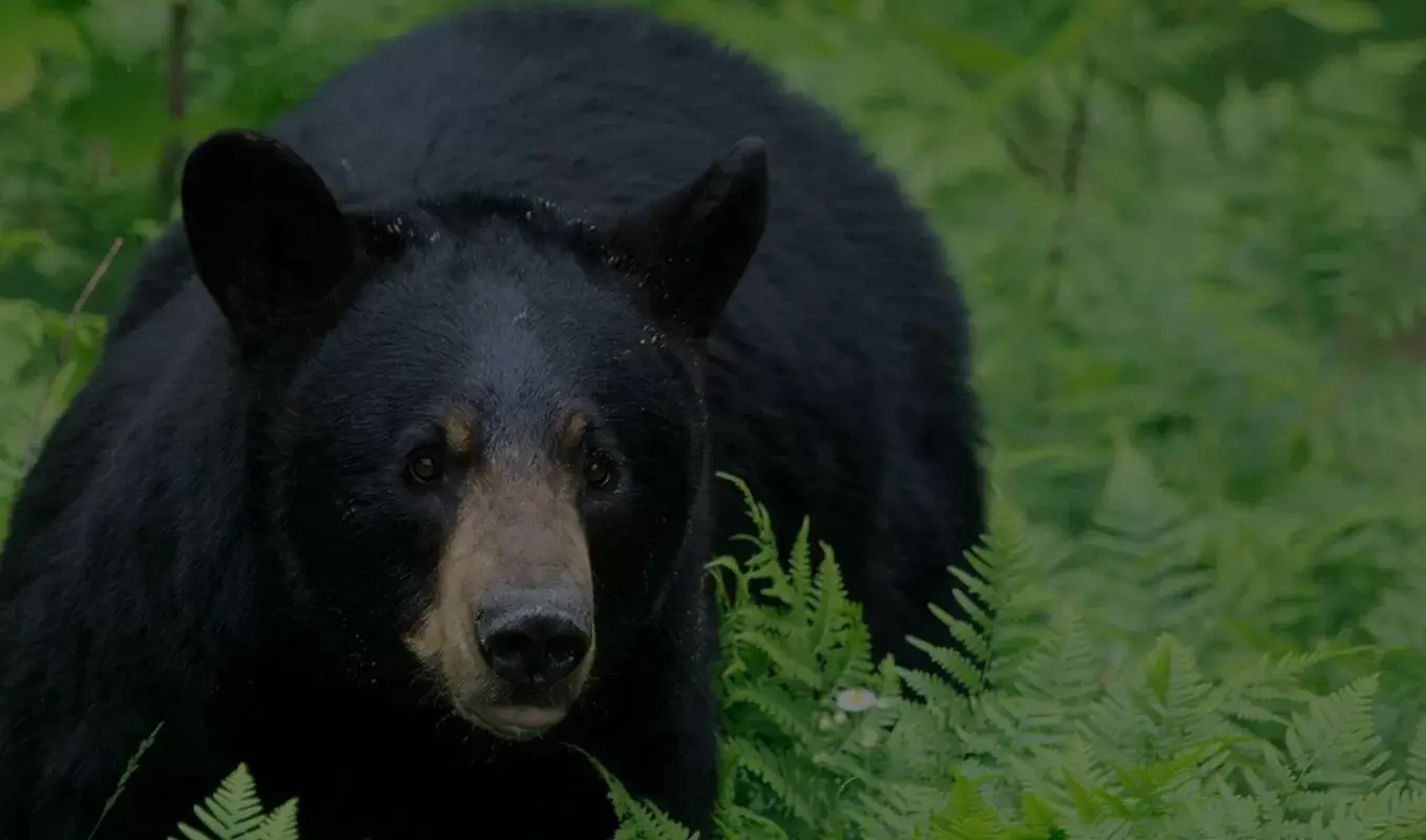 Black bear walking through a green forest for Honey Hole Bear Bait